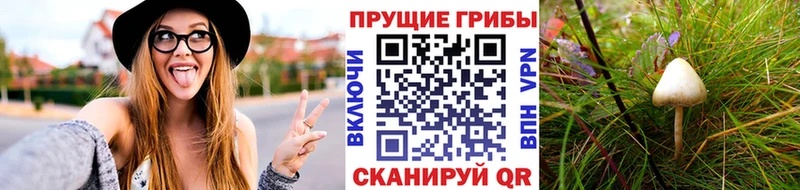 MEGA маркетплейс Калуга Псилоцибиновые грибы Psilocybine cubensis